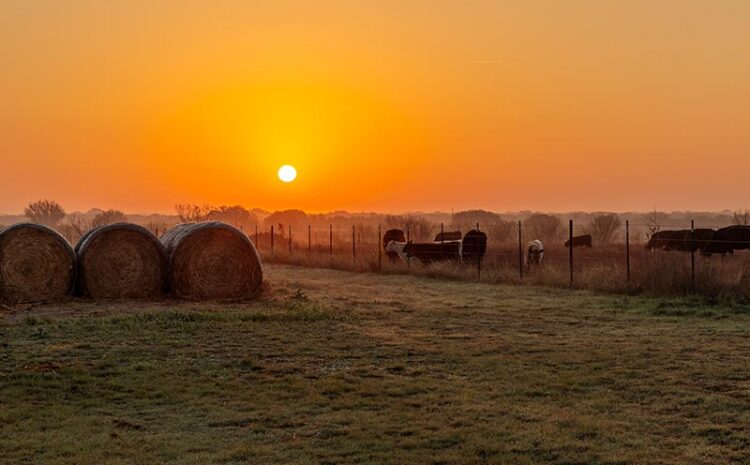  We Need a Secretary of Agriculture Who Supports Organic Regenerative Agriculture