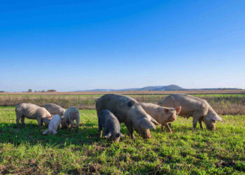EATS Act Language in House Farm Bill Threatens Consumer Protections, Farmer Opportunities, and Animal Welfare