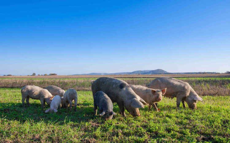  EATS Act Language in House Farm Bill Threatens Consumer Protections, Farmer Opportunities, and Animal Welfare
