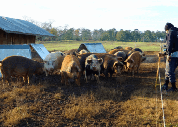 Independent Hog Farmers Thank Congress for Proposition 12 Support