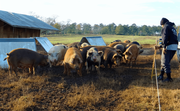  Independent Hog Farmers Thank Congress for Proposition 12 Support