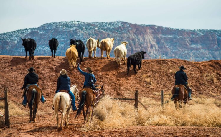  Farm Action Fund Applauds Livestock Organizations’ Commitment to Cattle Market Oversight and Reform