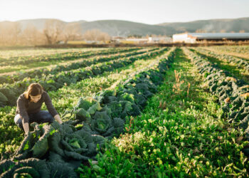 352 Farm and Food Groups Send Letter Urging Ag Leadership to Reinstate USDA Contracts