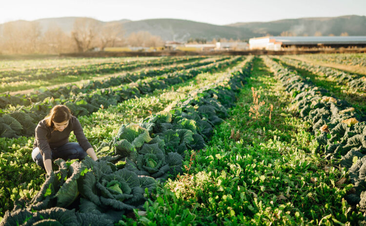  352 Farm and Food Groups Send Letter Urging Ag Leadership to Reinstate USDA Contracts