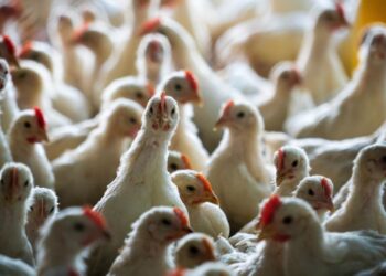 Agri-Pulse | Trump Administration Could Decide Fate of USDA Competition Rules