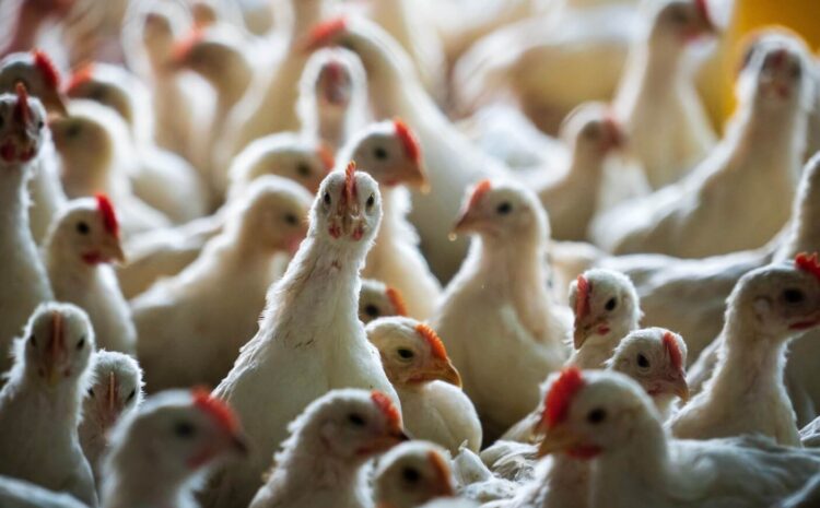  Agri-Pulse | Trump Administration Could Decide Fate of USDA Competition Rules