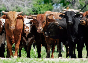 The New York Times | A Good Reason for Rural Rage: The Crushing Power of Corporate Meat