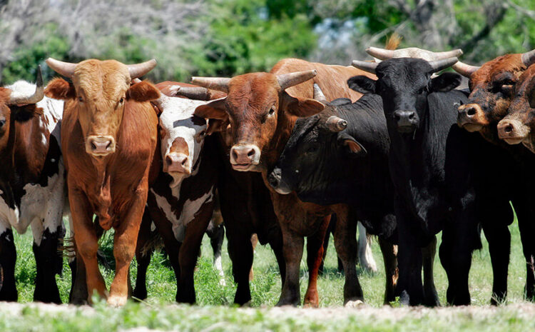  Missouri Cattle Market Investigation Gathers Speed, Farm Action Fund Calls on Other States to Follow