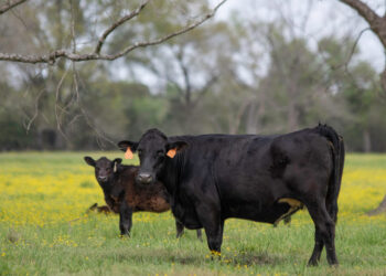 End the Double Tax on Ohio Cattle Farmers, Farm Action Fund Testifies