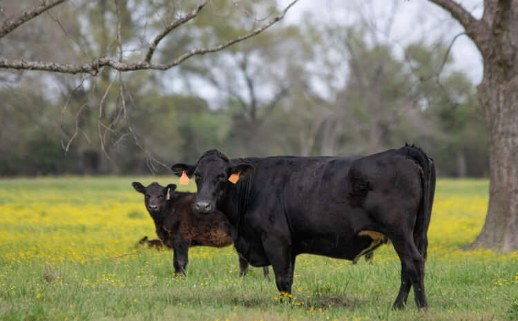  End the Double Tax on Ohio Cattle Farmers, Farm Action Fund Testifies