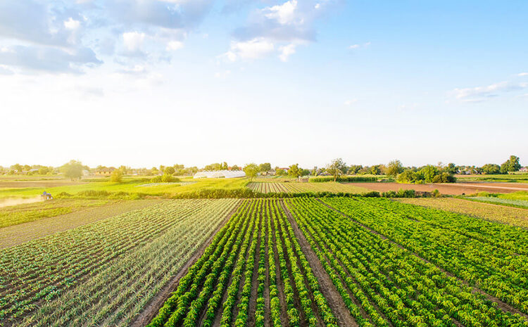  Farm Action Releases Briefing Paper, “Balancing the U.S. Agricultural Trade Deficit with Higher-Value Food Crops”