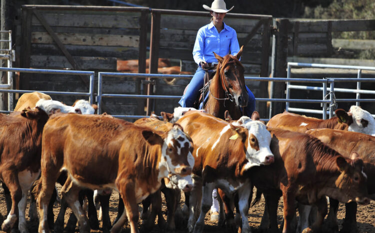  Ag Appropriations Bill Aims to Kill USDA Meatpacking Competition Rulemaking