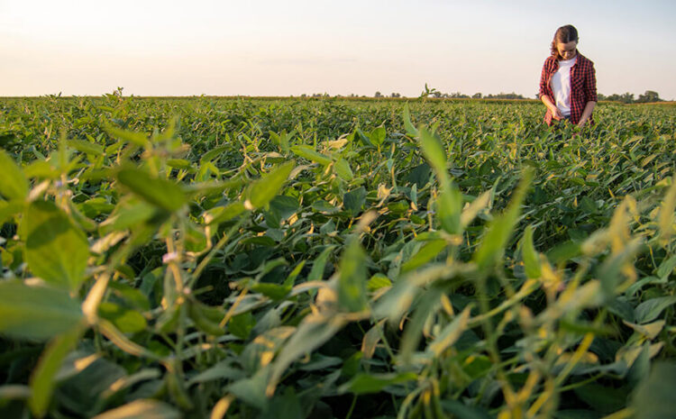  ND Soybean Council Caught Using Checkoff Funds to Lobby, Farm Action Fund Calls on Congress to Pass OFF Act