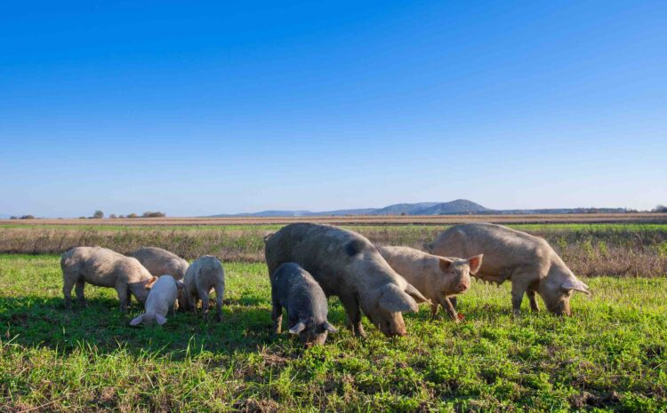  Coalition Launches Urging Congress to Oppose the EATS Act