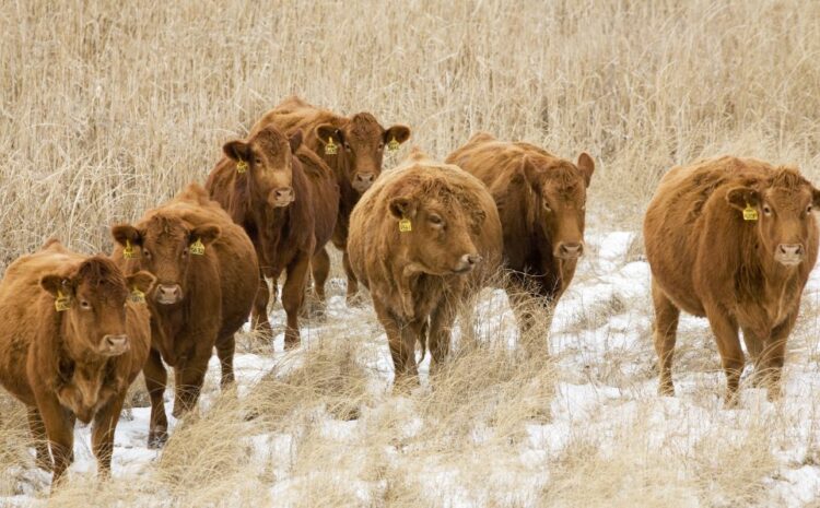  Brownfield Ag News | Missouri Cattle Market Investigation Gaining Steam