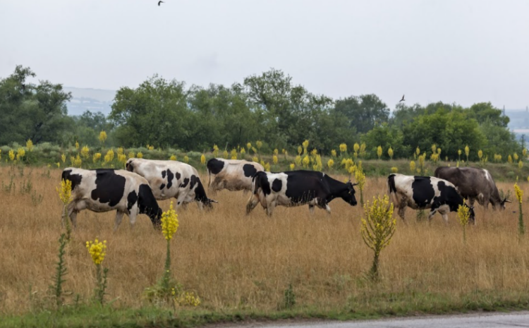  Food & Environment Reporting Network | Farmers, advocates concerned about Vilsack’s record on dairy issues