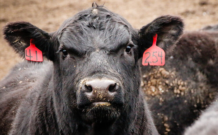  FarmProgress | Congress Seeks Investigation into Beef Price Fixing