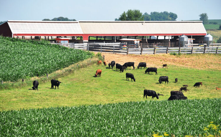  BEEF Magazine | Industry Groups Defend Checkoff Programs