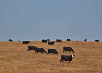 Public News Service | Nebraska Voters Asked to Back Candidates who Support Rural Interests