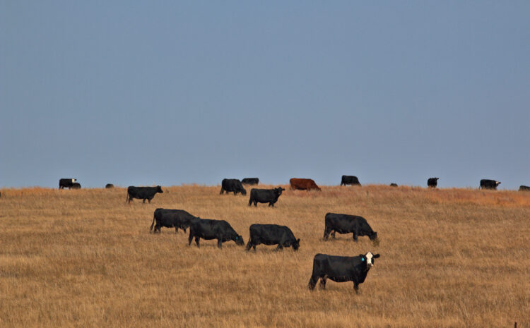  Public News Service | Nebraska Voters Asked to Back Candidates who Support Rural Interests