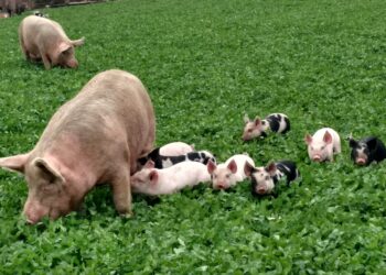 Defeat EATS Coalition Calls on Senators to Keep the Save Our Bacon Act Out of Farm Bill