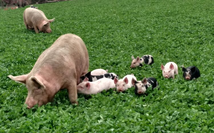  Defeat EATS Coalition Calls on Senators to Keep the Save Our Bacon Act Out of Farm Bill