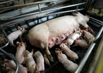 American Prospect: The Meat Industry’s Tireless Effort to Keep Live Pigs in Coffins