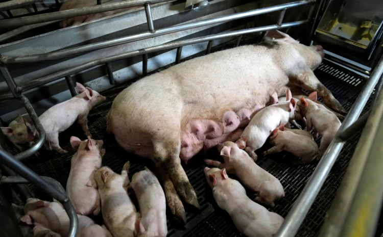  American Prospect: The Meat Industry’s Tireless Effort to Keep Live Pigs in Coffins