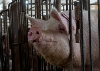 Politico Weekly Agriculture | Exclusive Part 2: Iowa Poll on Save Our Bacon Act
