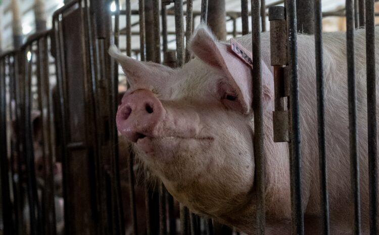  Politico Weekly Agriculture | Exclusive Part 2: Iowa Poll on Save Our Bacon Act
