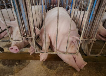 BREAKING: Farm Action Fund Applauds the Senate Agriculture Committee’s Rejection of Toxic Save Our Bacon Act Pushed by Iowa Congressional Delegation