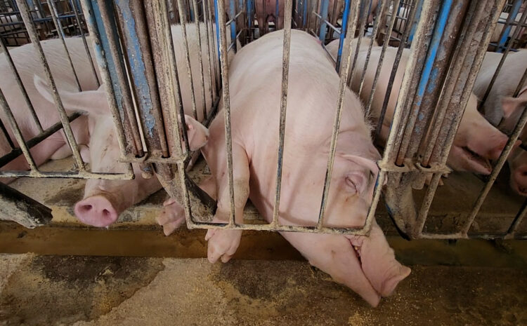  BREAKING: Farm Action Fund Applauds the Senate Agriculture Committee’s Rejection of Toxic Save Our Bacon Act Pushed by Iowa Congressional Delegation