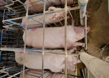 The Defeat EATS Coalition Applauds the Continued Exclusion of the EATS Act/Save Our Bacon Act from the Senate Farm Bill 