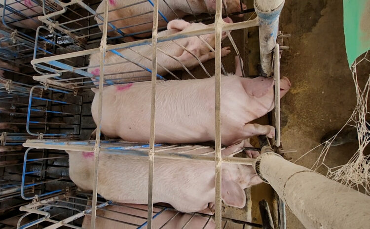  The Defeat EATS Coalition Applauds the Continued Exclusion of the EATS Act/Save Our Bacon Act from the Senate Farm Bill 