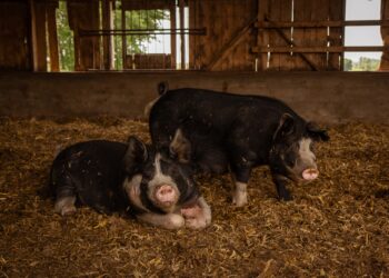 Bleeding Heartland | The Save Our Bacon Act Won’t Save American Farms