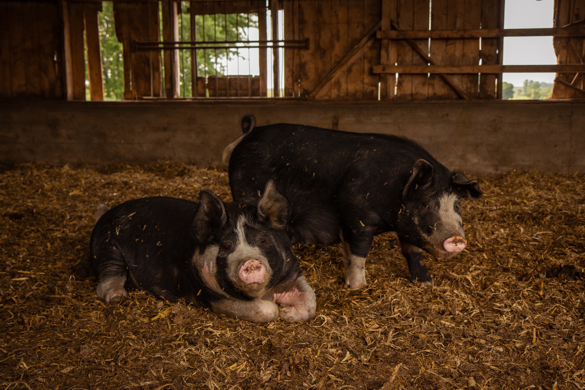  Bleeding Heartland | The Save Our Bacon Act Won’t Save American Farms